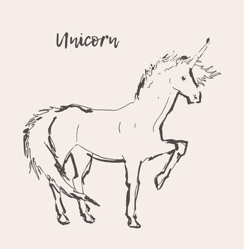 Beautiful unicorn wind vector illustration sketch