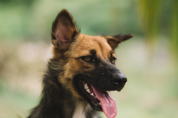 Poor Dog Infected with Rabies