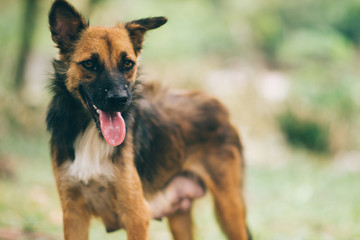 Poor Dog Infected with Rabies