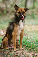 Poor Dog Infected with Rabies