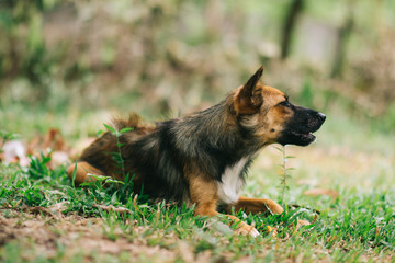 Poor Dog Infected with Rabies