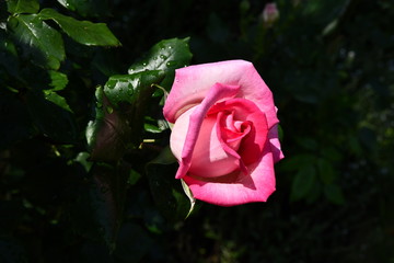 薔薇の季節、ガーデニングイメージ素材、庭のピンクのバラ