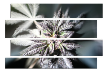 Marijuana Plant Art 