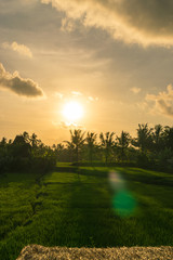 Sunset over rice fields in Bali, Indonesia