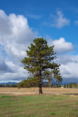 A lone tree in a field under the blue sky full of clouds in Oregon.