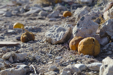 Naturaleza Muerta