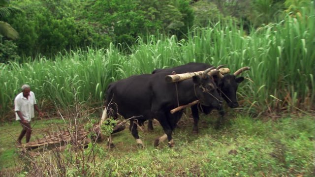 Man with a team of oxen skidding a harrow across a rough field in Fiji