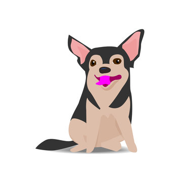 Adorable chihuahua dog on sitting pose, vector illustration