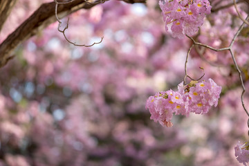Tabebuia rosea blossom