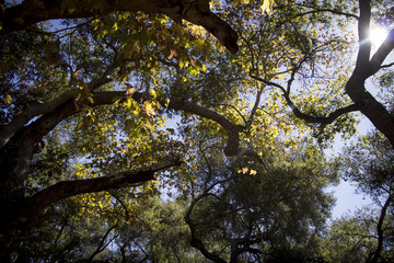 cielo de arboles