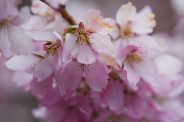 cherry blossom