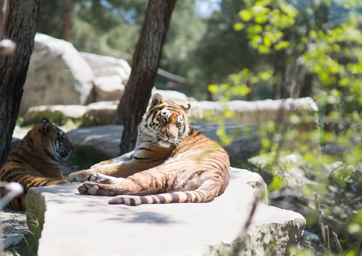 Tiger at the zoo