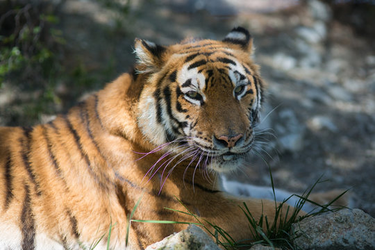 Tiger at the zoo
