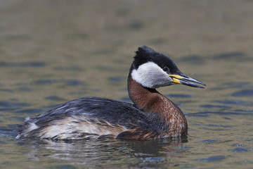 Red-necked grebe (Podiceps grisegena)