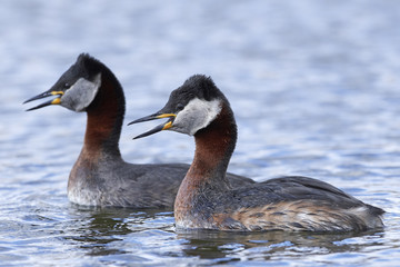 Fototapeta premium Red-necked grebe (Podiceps grisegena)