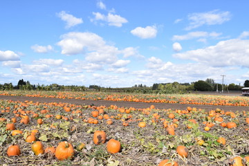 Fototapeta premium Pumpkin patch