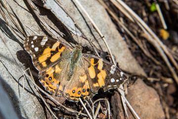 Monarch butterfly on Mount Hotham, Victorian Alps, Australia