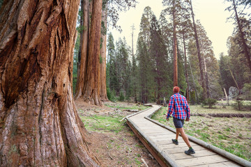 Sequoia