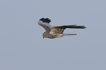 Montagus harrier (Circus pygargus)