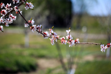 Spring natural blurred background with pink flowering spring blossom, green lawn. Blossoming cherry close-up.
