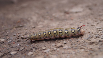 The caterpillar