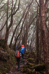 Obraz premium Group of people hikers walking in fog jungle Rhododendron forest