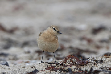 Isabelline wheatear in its natural habitat at the beach