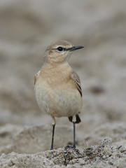 Isabelline wheatear in its natural habitat at the beach