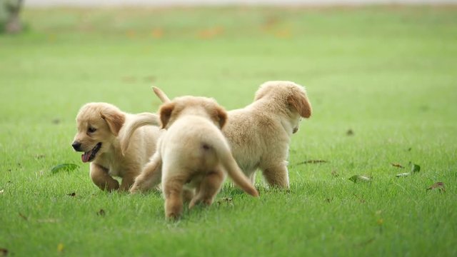 Puppy dog golden retriever in park