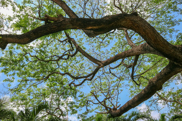 Naklejka premium nature