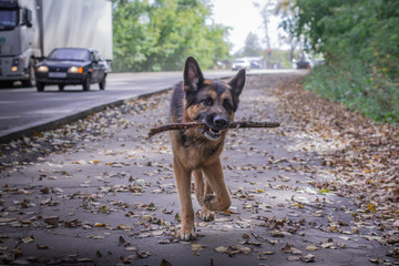 German shepherd dog in sunny autumn