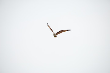 flying Brahminy Kite at Bangpu Recreation Center; Samut Prakan; Thailand