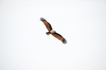Obraz premium flying Brahminy Kite at Bangpu Recreation Center; Samut Prakan; Thailand