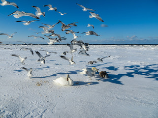 Fototapeta premium Freezing on the ice of the Riga Bay swans in the winter of 2018.