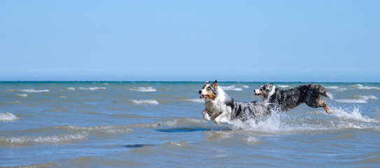  Eine Gruppe von zwei Australian Shepherd Hunden spielen glücklich und aktive im blauen Wasser des...