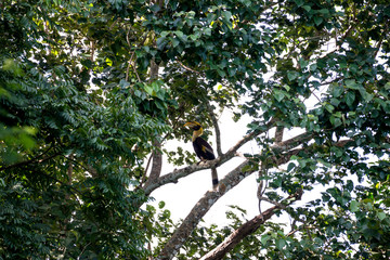Great hornbill at Khao Yai national park, THAILAND