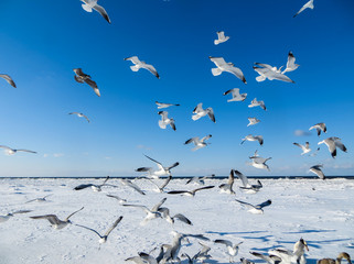 Seagulls on the shore of the frozen Gulf of Riga in the winter of 2018.