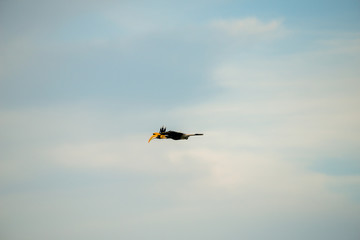 Flying great hornbill at Khao Yai national park, THAILAND