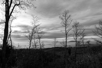 Fototapeta premium Skeletal, winter trees in the foreground, and a valley filled by fog in the background