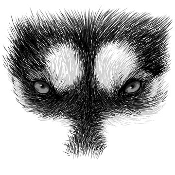 The eyes of Siberian Husky