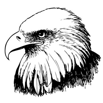Black and white eagle hand drawn