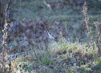 A steglitz on a reed an early morning in Stockholm