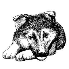 Puppy German Shepherd hand drawn