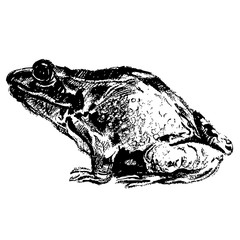 frog hand drawn