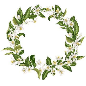 Wreath in vintage style with citrus flowers in shape of a circle with limon, mandarin, lime and orange flowers, leaves, tiny fruits and buds