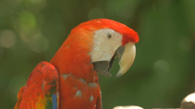 Close up view of a parrot 