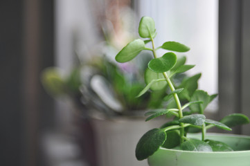 Kalanchoe plant in a green pot closeup. Selective focus.