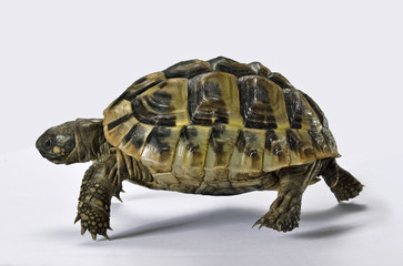 La tortuga veloz que corre sobre fondo blanco.