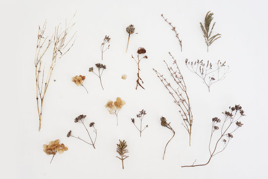 A Lot Of Dried Herbs Isolated On White Background.