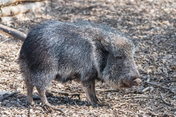 Chacoan Peccary, Catagonus wagneri, funny animal
